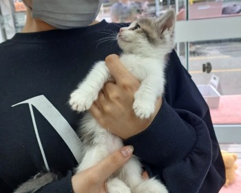 사랑스런 먼치킨 왕자님 가족