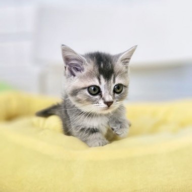 짜리몽땅 다리에 귀여운외모의 먼치킨 냥이 