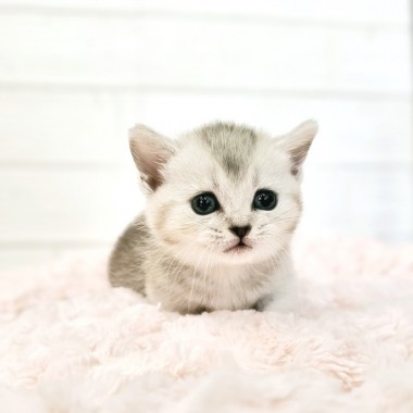 짜리몽땅 다리에 귀요미 외모 먼치킨 냥이 