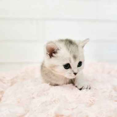 짜리몽땅 다리에 귀요미 외모 먼치킨 냥이 