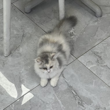 세련미 터지는 오늘의 홍차   집사문의:010-8533-4140