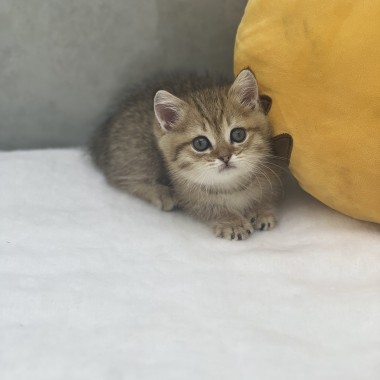 이쁜냥이가 집사님을 기다리고 있어요!