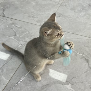 사람 좋아하는 브리티쉬, 완전 개냥이 스타일!