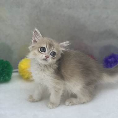 귀여운냥이가 집사님을 기다리고 있어요!