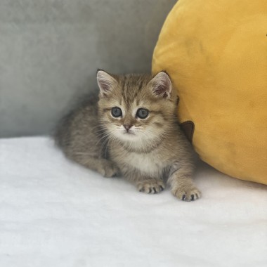 이쁜냥이가 집사님을 기다리고 있어요!