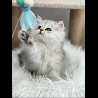 고양이야? 인형이야?