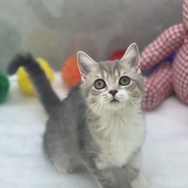 귀여운냥이가 집사님을 기다리고 있어요!