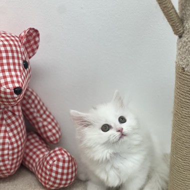 이쁜냥이가 집사님을 기다리고 있어요!