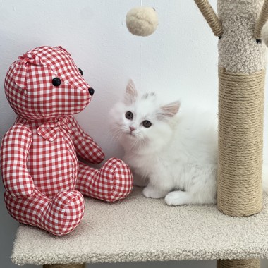 사진 원본보다 실물이 더 미쳤다는 아기냥!   보러오세요 010-8533-4140