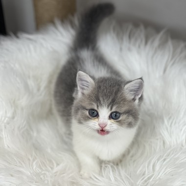 동글동글, 인형같이 생긴 코코