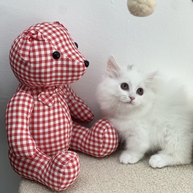 사진 원본보다 실물이 더 미쳤다는 아기냥!   보러오세요 010-8533-4140