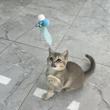 사람 좋아하는 브리티쉬, 완전 개냥이 스타일!