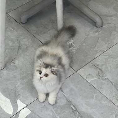 세련미 터지는 오늘의 홍차   집사문의:010-8533-4140