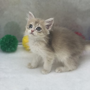 귀여운냥이가 집사님을 기다리고 있어요!