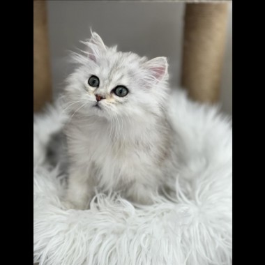 고양이야? 인형이야?