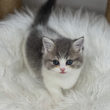 동글동글, 인형같이 생긴 코코