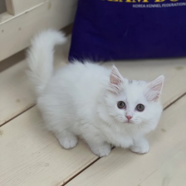 하얀 솜구름 위에서 막 걸어나온듯한, 뽀용한 공주님