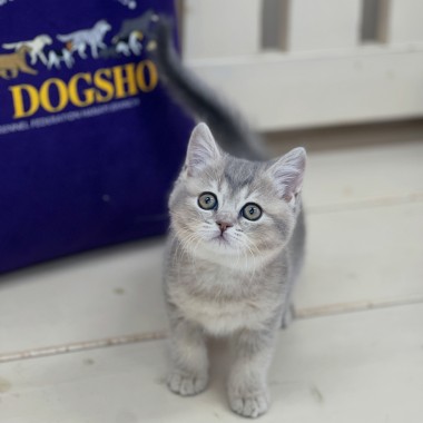 블루골드 브숏이지만 다리는 짜리몽땅 요정*