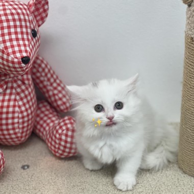 이쁜냥이가 집사님을 기다리고 있어요!